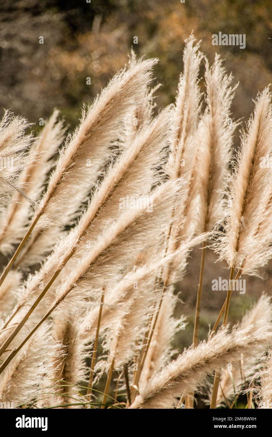 Unkrautpampas an der Küste von Big Sur, Los Padres National Forest, Kalifornien, USA Stockfoto