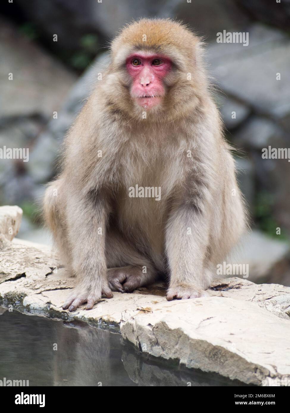 Japanischen Makaken oder Snow Monkey Stockfoto