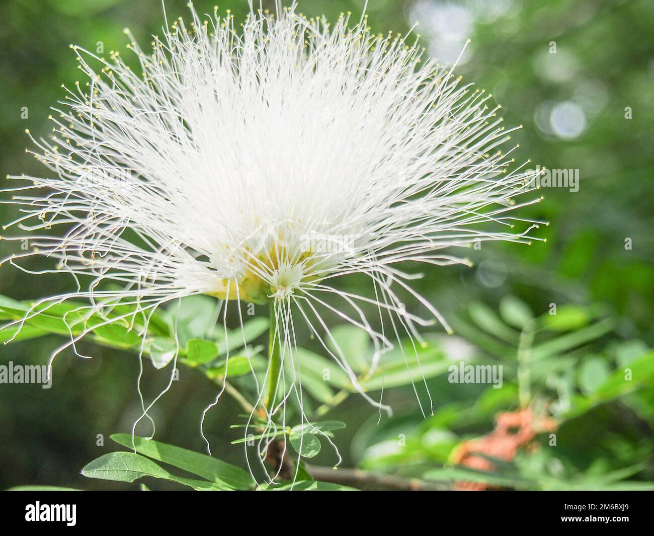 Weiße, Flauschige Prärie-Akazienblume Stockfoto