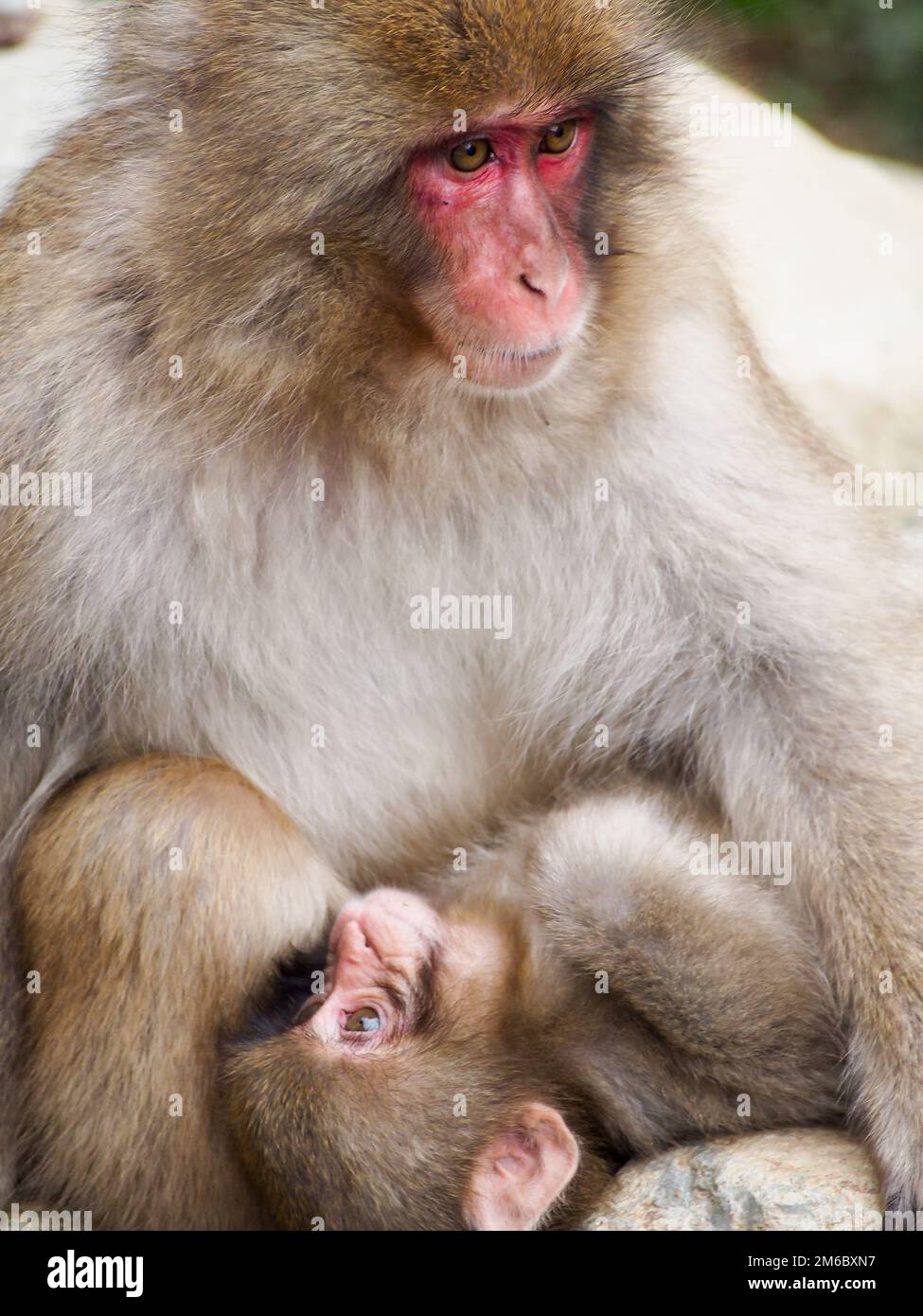 Mutter und Kind Schneeaffen Stockfoto