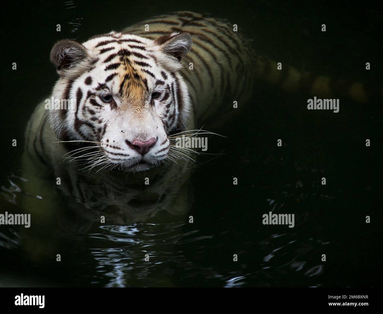 Schwimmen Mit Weißen Tigern Stockfoto