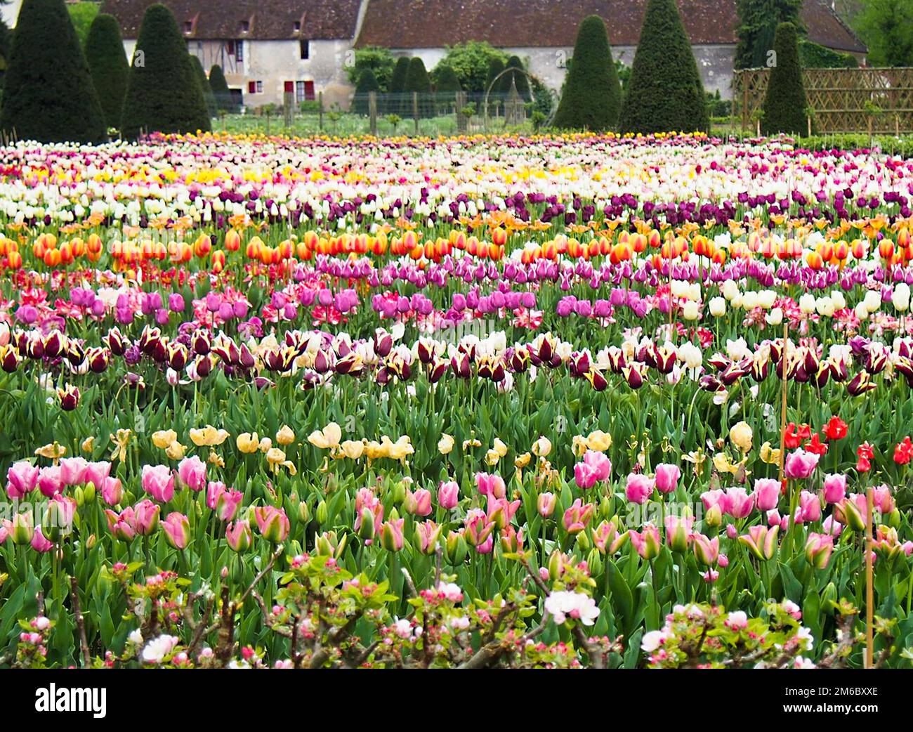 Tulpenfarm auf französischem Land Stockfoto