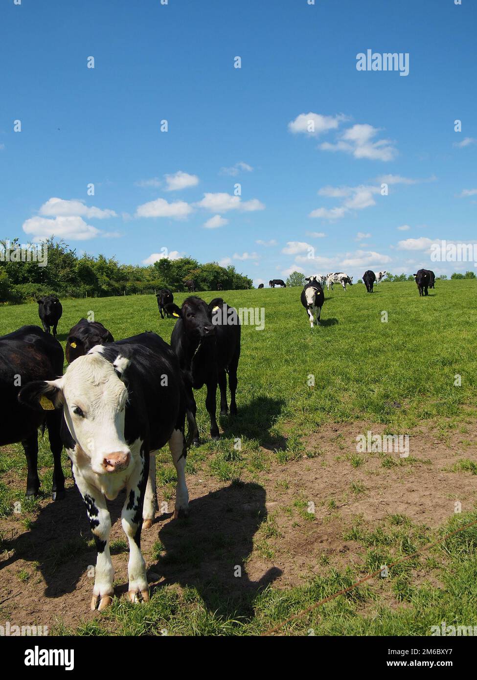 Kühe grasen auf einem Feld Stockfoto