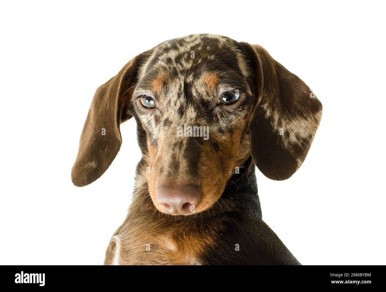 Kurzer Dachshund-Hund aus Marmor, Jagdhund, isoliert auf weißem Hintergrund Stockfoto