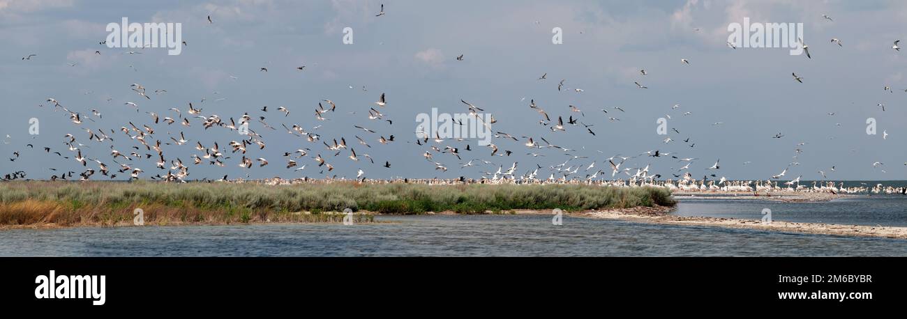 Rosa Pelikane starten Stockfoto