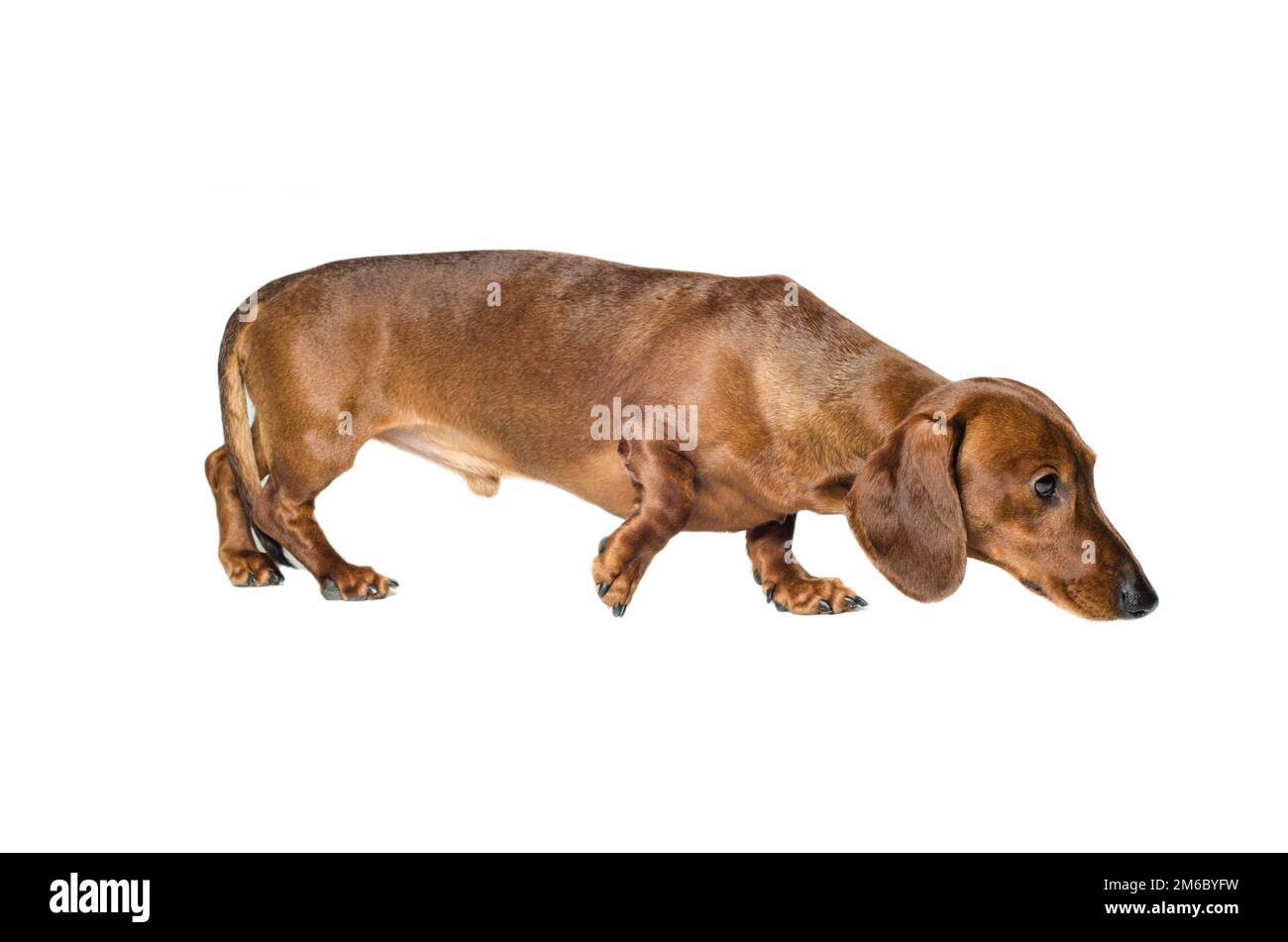 Kurzer roter Dachshund-Hund, Jagdhund, isoliert auf weißem Hintergrund Stockfoto