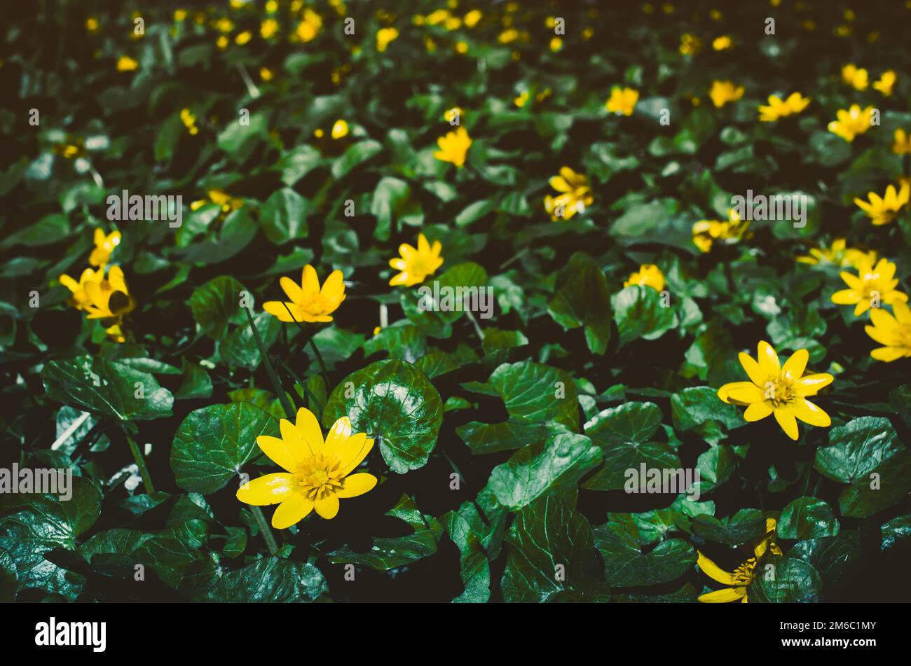 Blühende hellgelbe Marsh Marigold Caltha palustris , Hintergrund Stockfoto