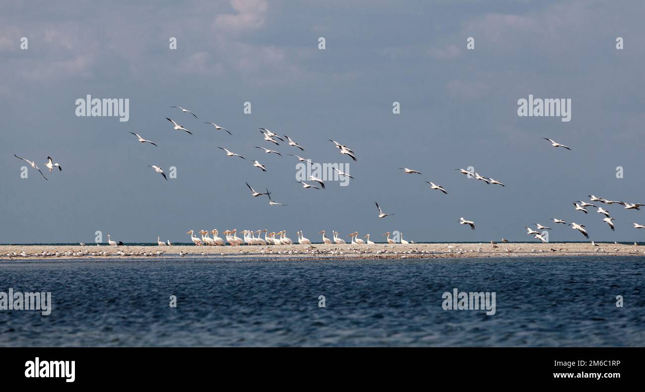 Eine Herde von Migration rosa Pelikane Stockfoto