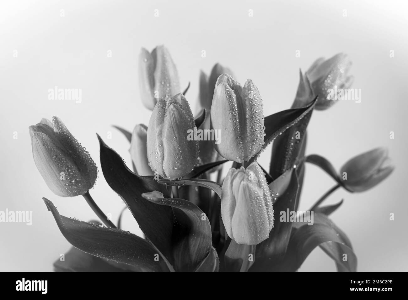 Tulpenstrauß in Schwarz-Weiß-Nahaufnahme mit Struktur Stockfoto