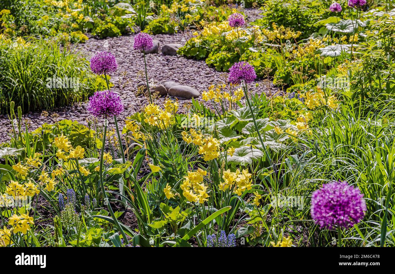 Ein farbenfrohes Blumenbeet Stockfoto