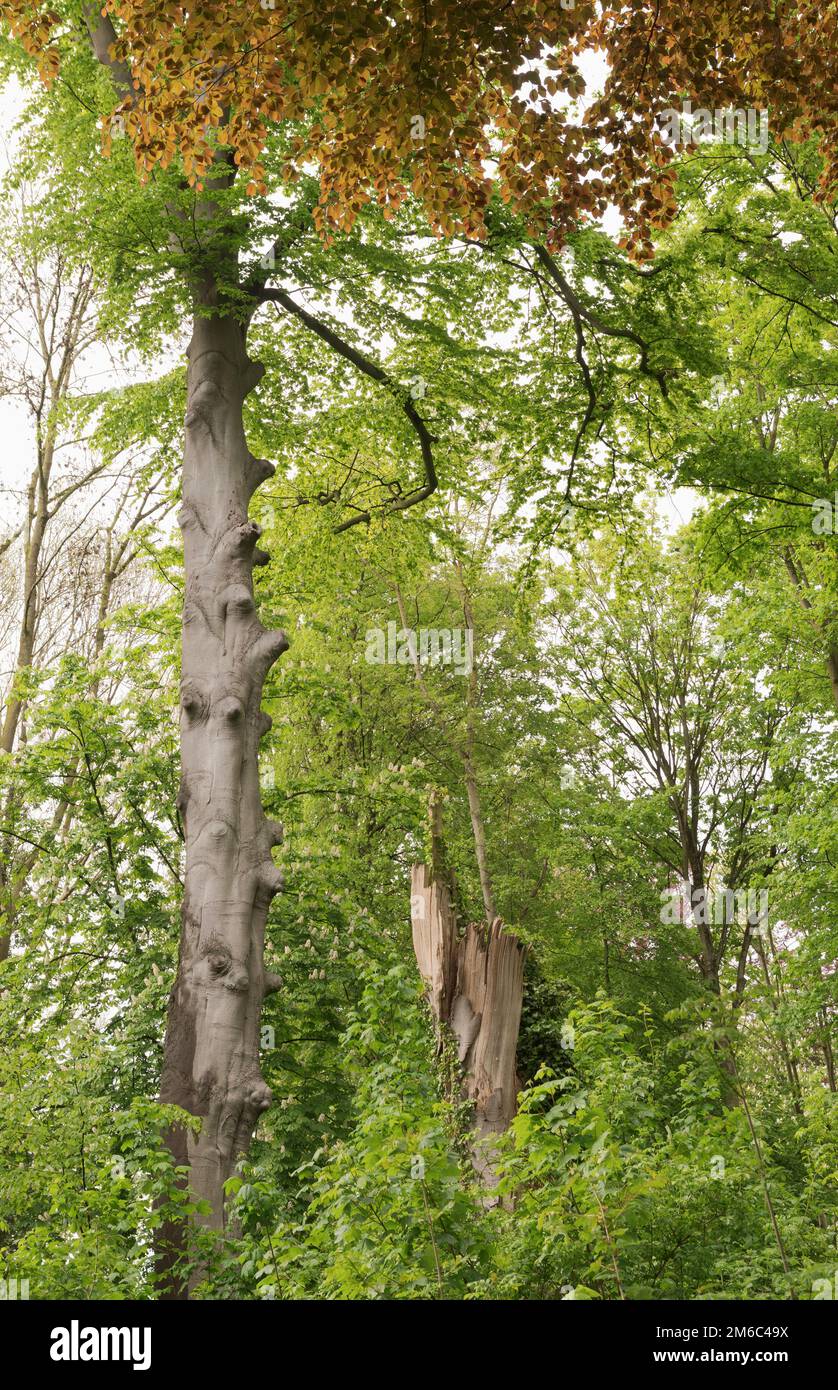 Vertikale Waldlandschaft. Ein Baumstamm mit einem wunderschönen Schatten und der Rest eines umgestürzten Baumes Stockfoto