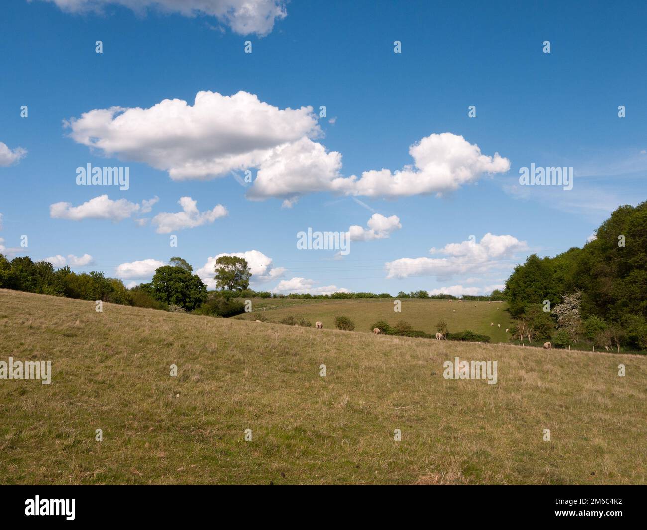 Eine Landschaft, die an einem klaren, sonnigen Tag mit Schafen auf den Hügeln in der Ferne gedreht wurde Stockfoto