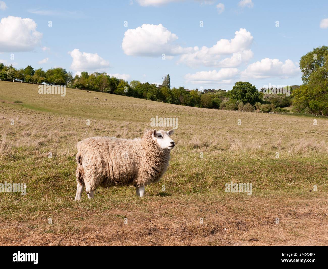 Ein Schaf, das auf dem Feld draußen im vereinigten königreich ruhte, ganz nah in essex aus dem Land Constable des vereinigten königreichs, weiß und flauschig, kam Stockfoto
