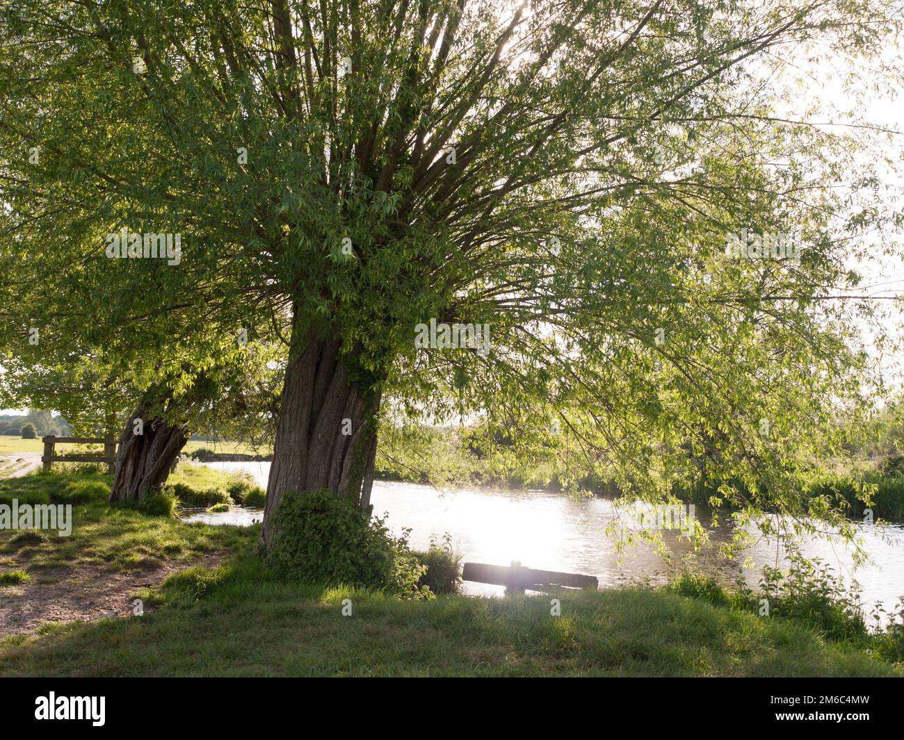 Ein Baum am Flussufer auf dem Land, der entspannend und schön aussieht, ohne Leute in essex uk Stockfoto