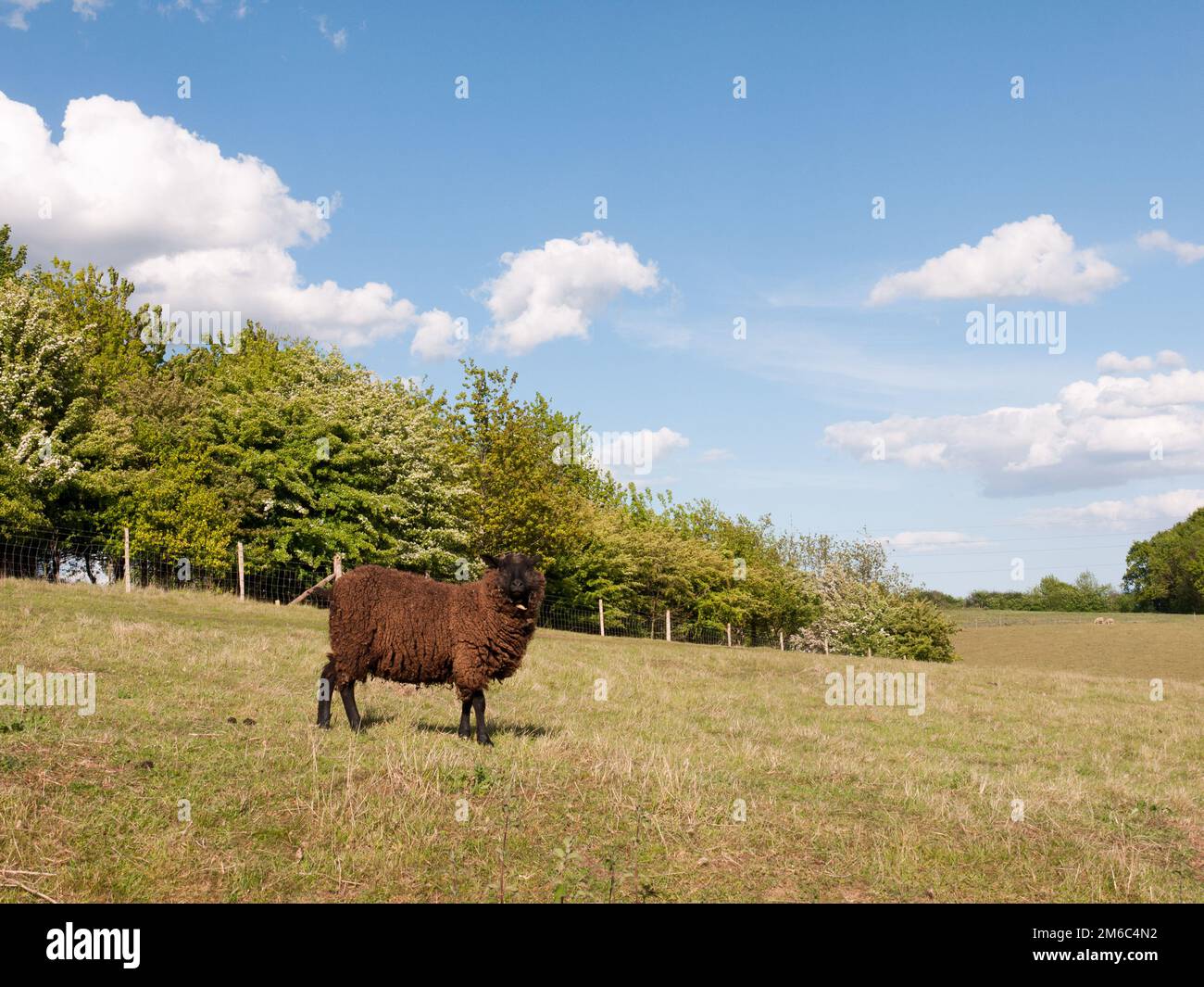 Ein einziges, braun beschichtetes Schaf auf einem Feld auf dem Land in dedham essex, england, im vereinigten königreich, das sich selbst isst und entspannt Stockfoto