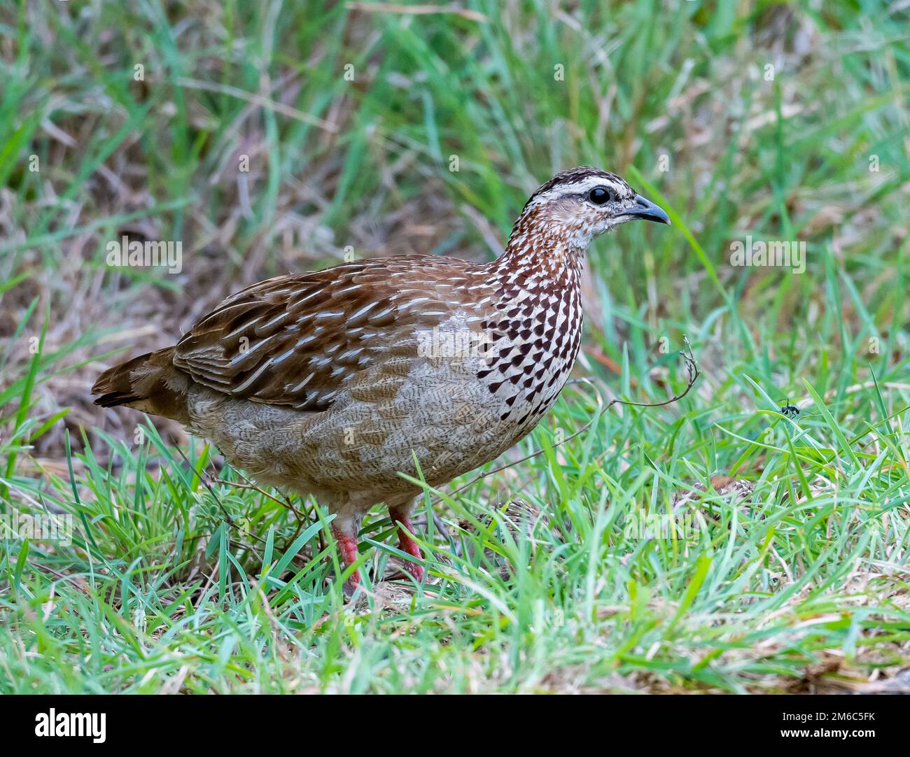 Ein Kammfrankolin (Ortygornis sephaena), der in grünem Gras forscht. Kruger-Nationalpark, Südafrika. Stockfoto