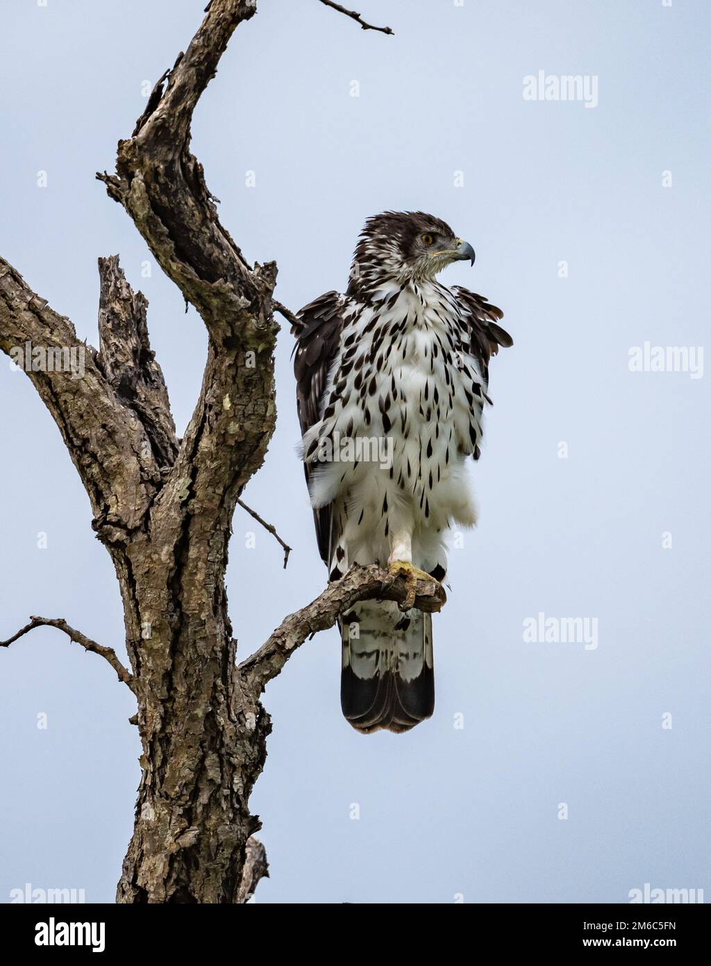 Ein afrikanischer Falke-Adler (Aquila spilogaster) auf einem toten Baum. Kruger-Nationalpark, Südafrika. Stockfoto