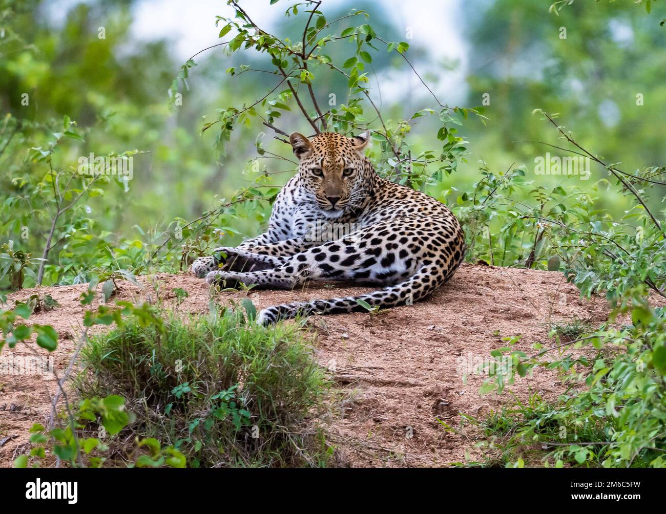 Ein afrikanischer Leopard (Panthera pardus pardus), der auf einem termit-Berg ruht. Kruger-Nationalpark, Südafrika. Stockfoto