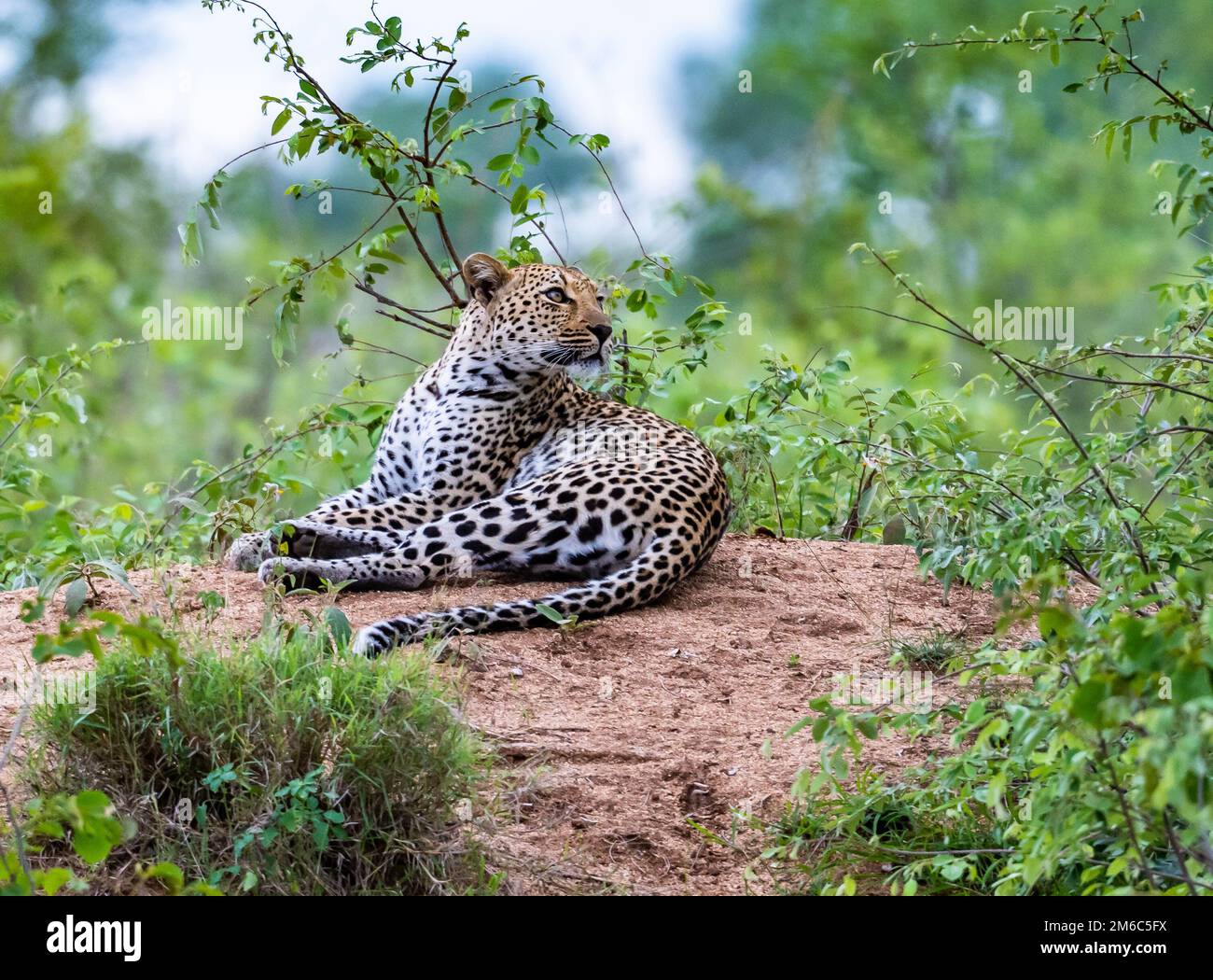 Ein afrikanischer Leopard (Panthera pardus pardus), der auf einem termit-Berg ruht. Kruger-Nationalpark, Südafrika. Stockfoto