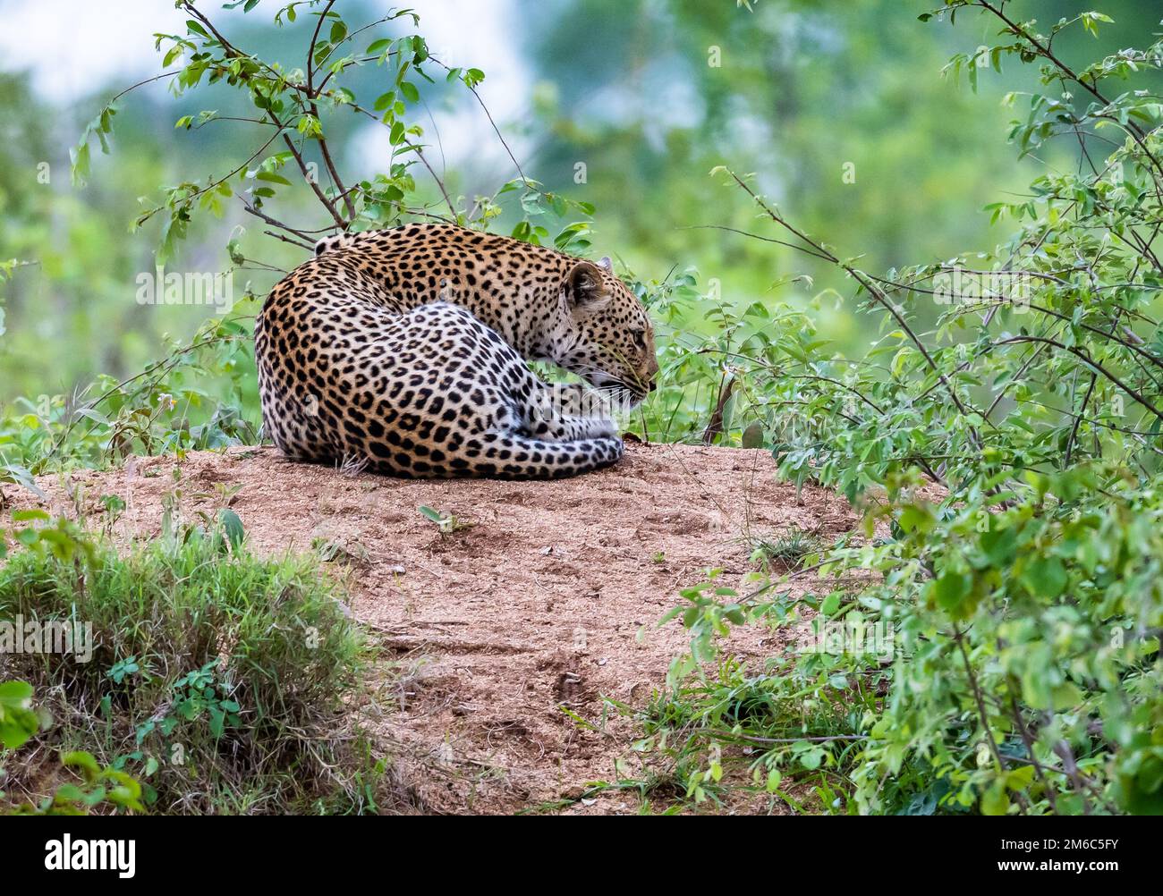 Ein afrikanischer Leopard (Panthera pardus pardus), der auf einem termit-Berg ruht. Kruger-Nationalpark, Südafrika. Stockfoto