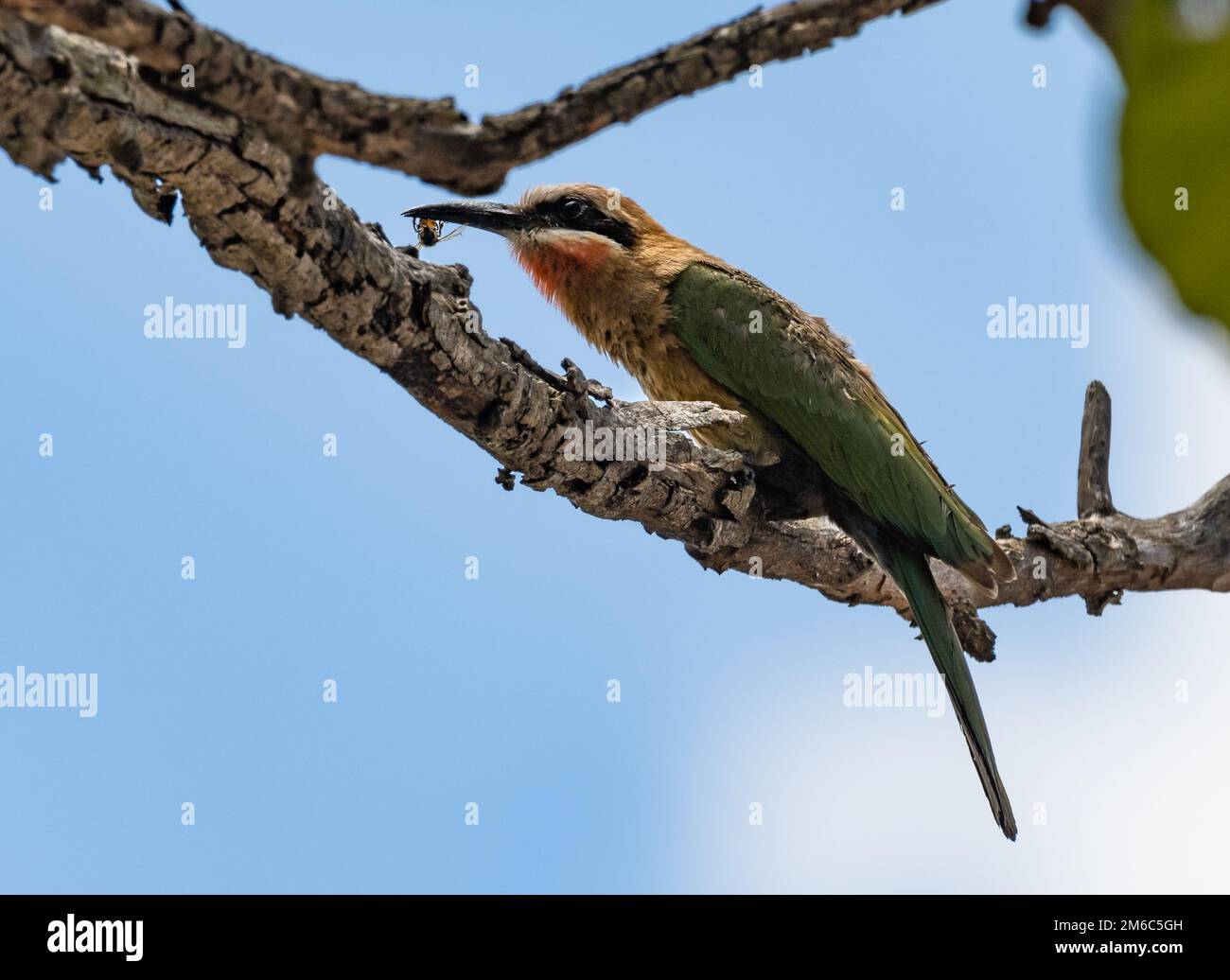 Ein Weißfrontfresser () mit einem Insektenfang. Kruger-Nationalpark, Südafrika. Stockfoto