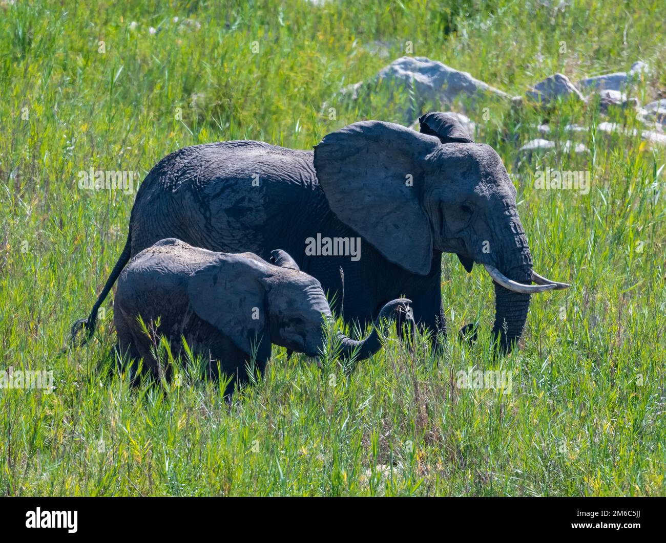 Mutter- und Baby-Elefanten (Loxodonta africana) im grünen Gras der offenen Savanne. Kruger-Nationalpark, Südafrika. Stockfoto