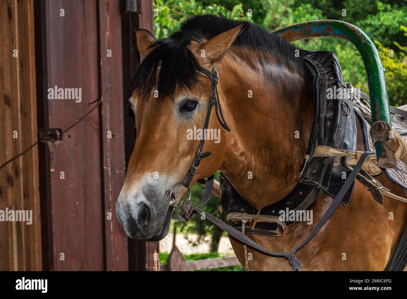 Kopf eines braunen Pferdes mit schwarzer Mähne, Joch und Bogen Stockfoto