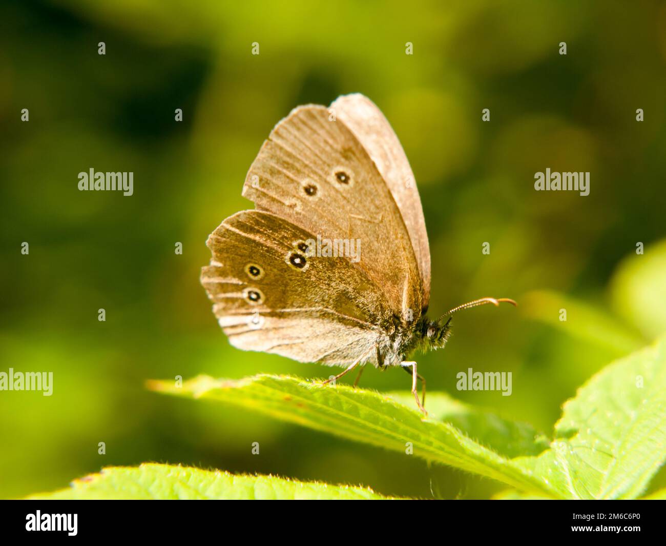 Ein brauner Ringelschmetterling, der auf einem Blatt mit offenen Flügeln ruht Stockfoto