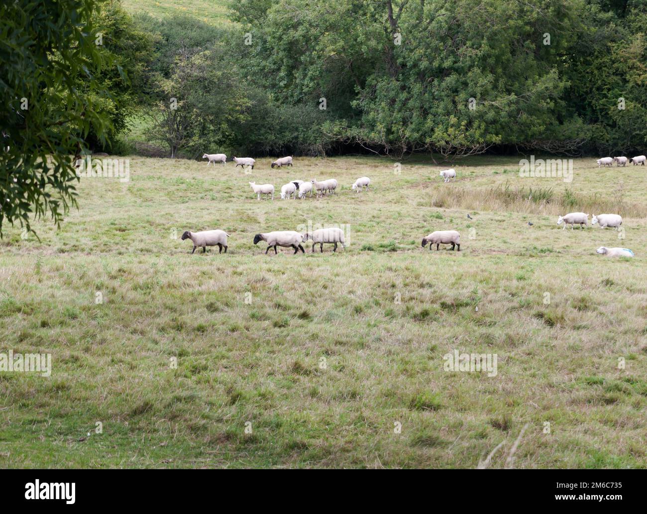 Schafe auf einer wiese im vereinigten königreich, die in eine Richtung fährt Stockfoto