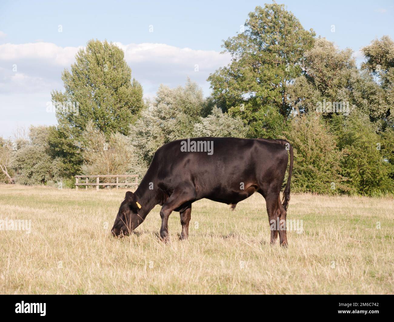 Eine schwarze Kuh, die an einem Sommertag in dedham allein auf einem Feld weidet Stockfoto