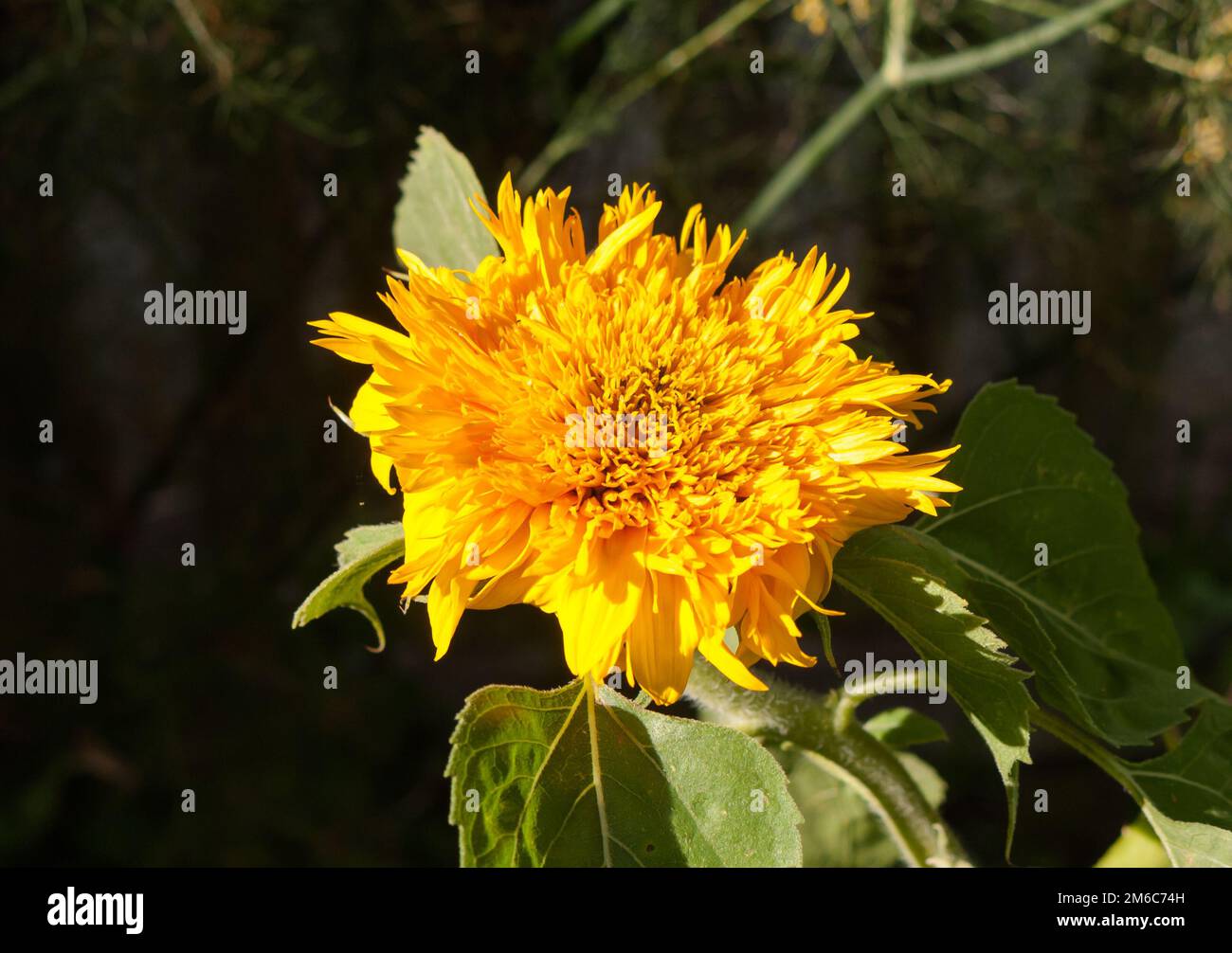 Wunderschöne goldene, fließende, mit Sonnenblumen aussehende Pflanze Stockfoto