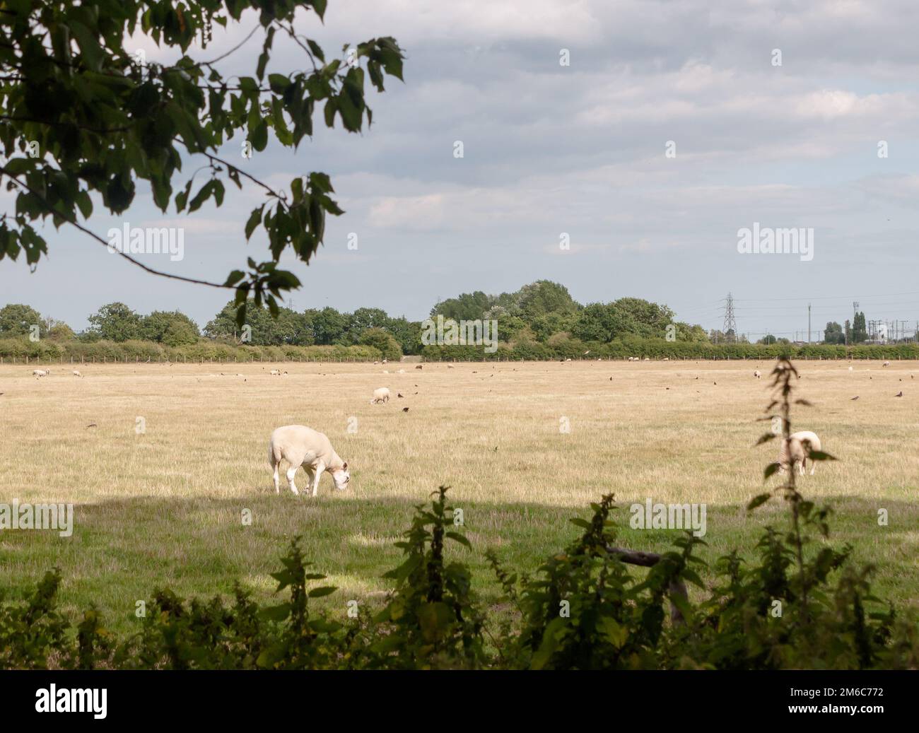 Wiesenfeld-Grasfarm im Vereinigten Königreich mit Schafweiden Stockfoto