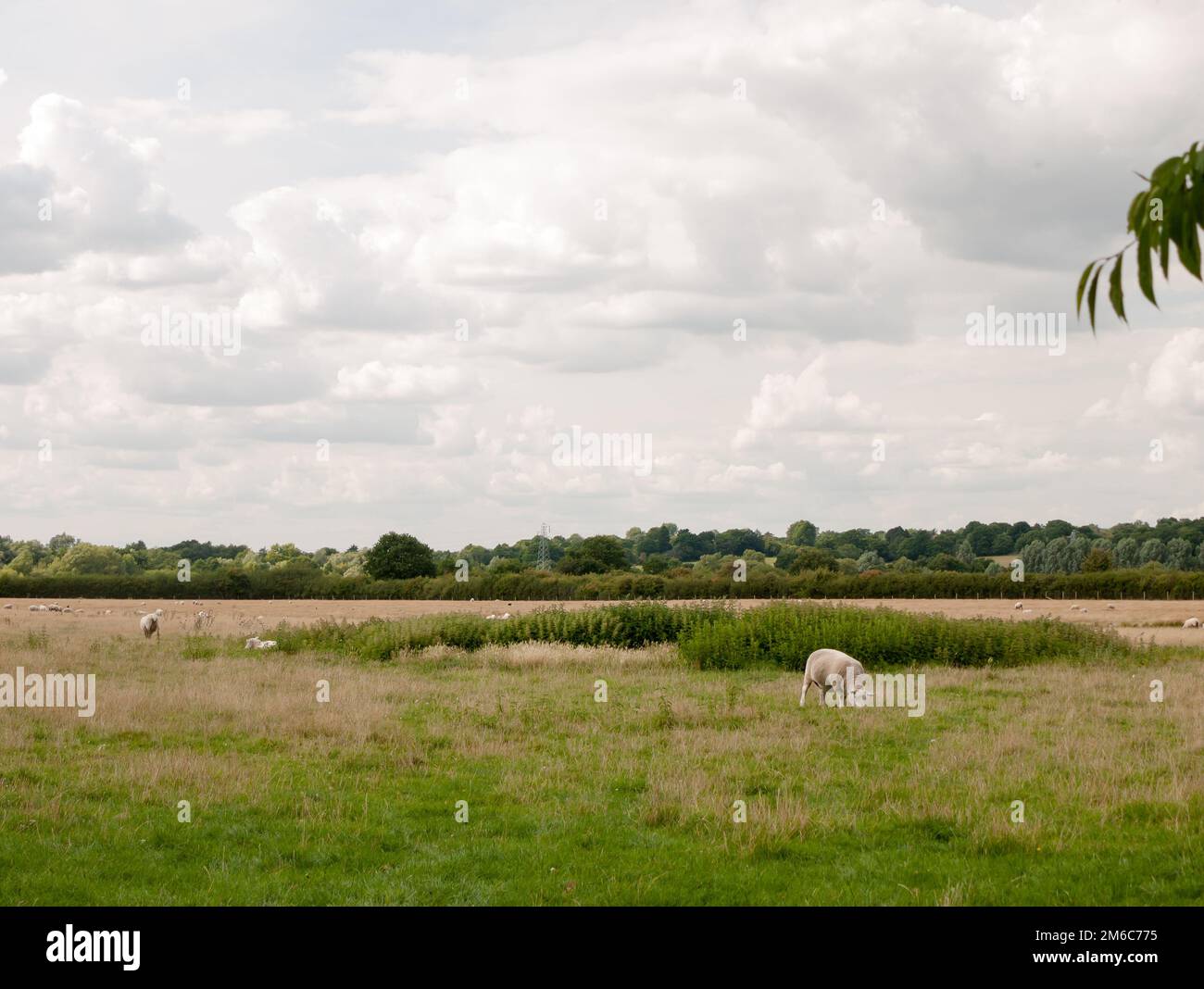 VK-Wiesenfelder mit Schafweiden Stockfoto