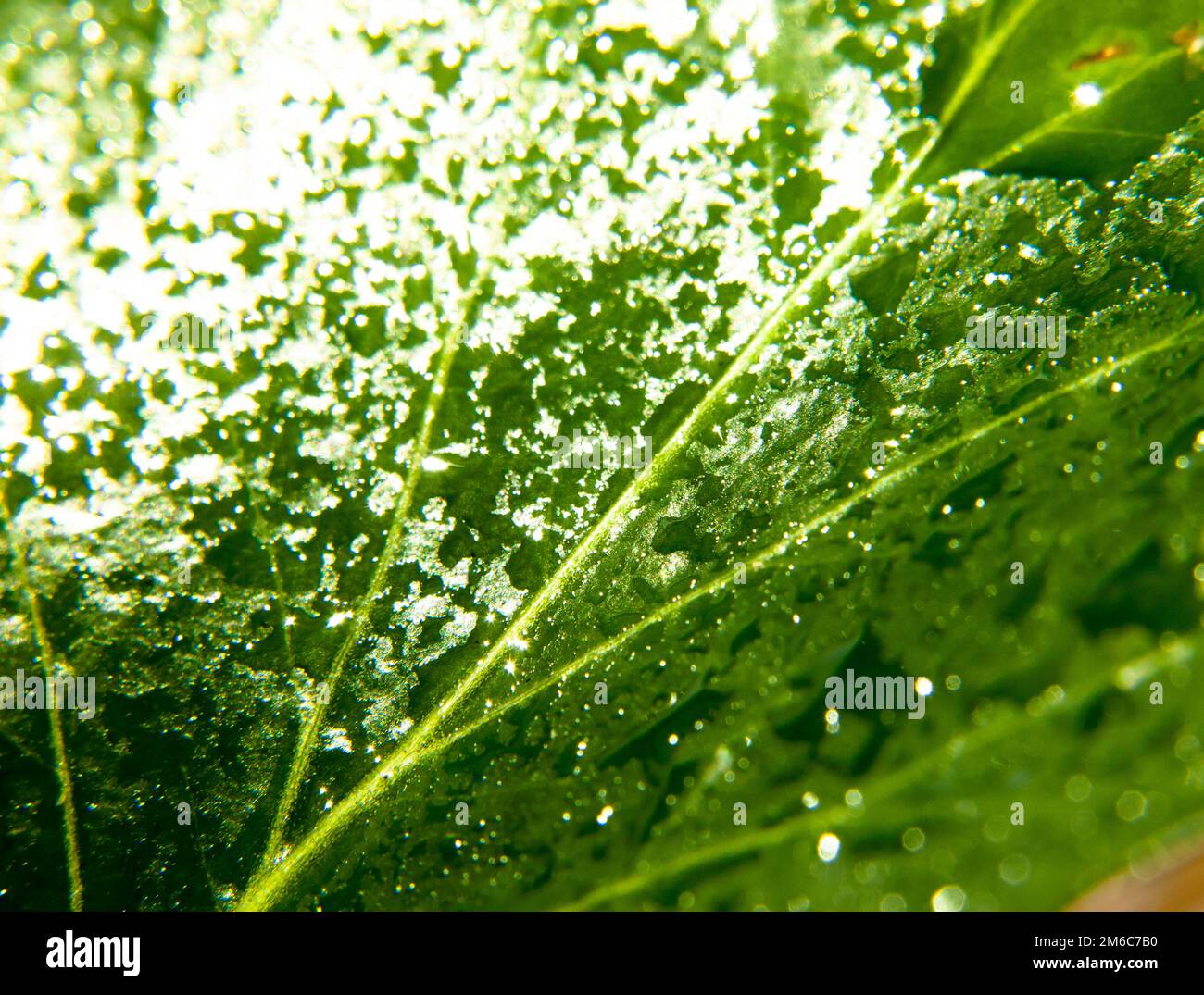 Nahaufnahme des grünen Blatts mit vielen Wassertröpfchen Stockfoto