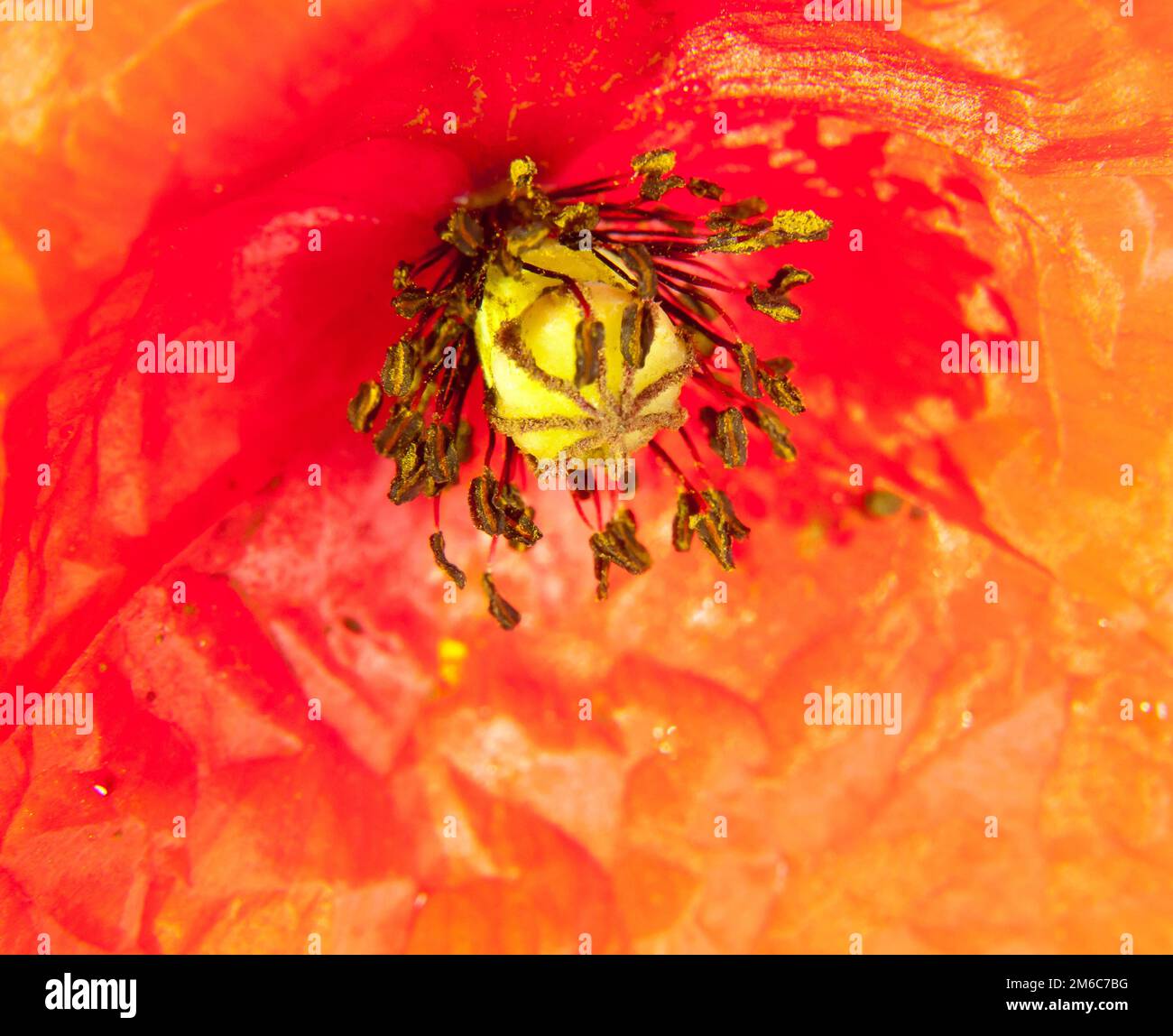 Nahaufnahme des roten Feldes Mohnblumenkopfes Wassertröpfchen Papaver Rheas Stockfoto