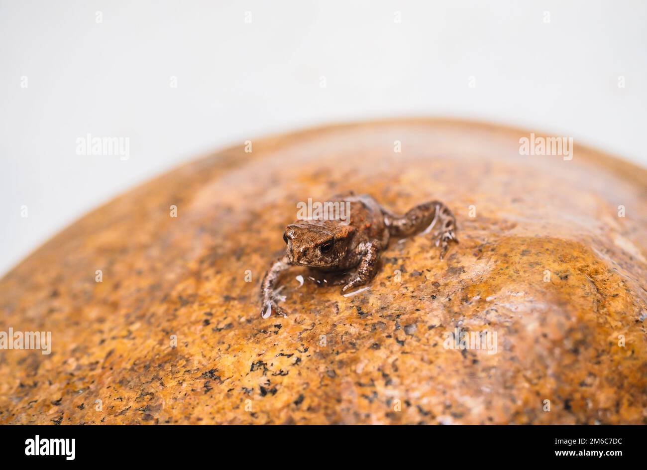 Kleiner europäischer Frosch Stockfoto