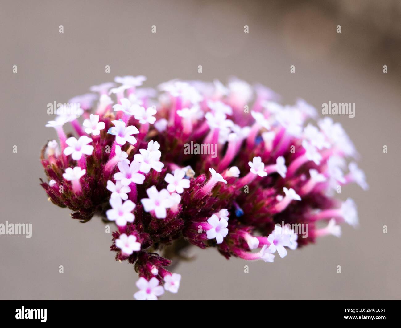 Kleine weiße Blüten violett schießt Stamen außerhalb Makroselektiv Stockfoto