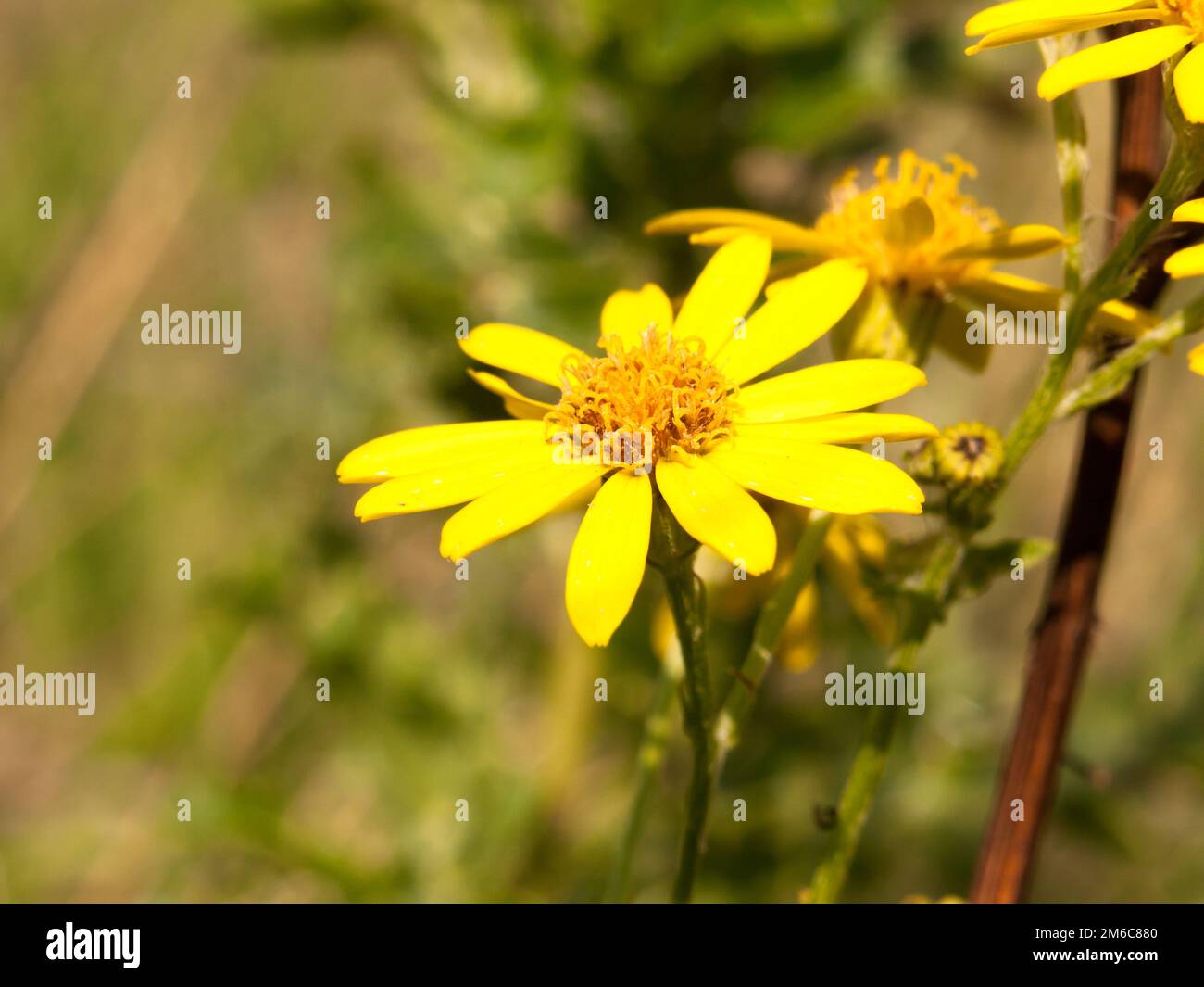 Nahaufnahme der gelben Blütenblätter von Ragwort Senecio squalidus Stockfoto