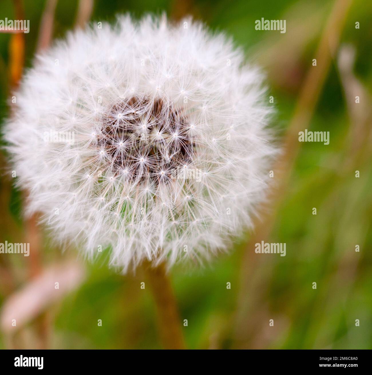 Weißer Blütenlöwenzahn Taraxacum Samenkopf voll Stockfoto