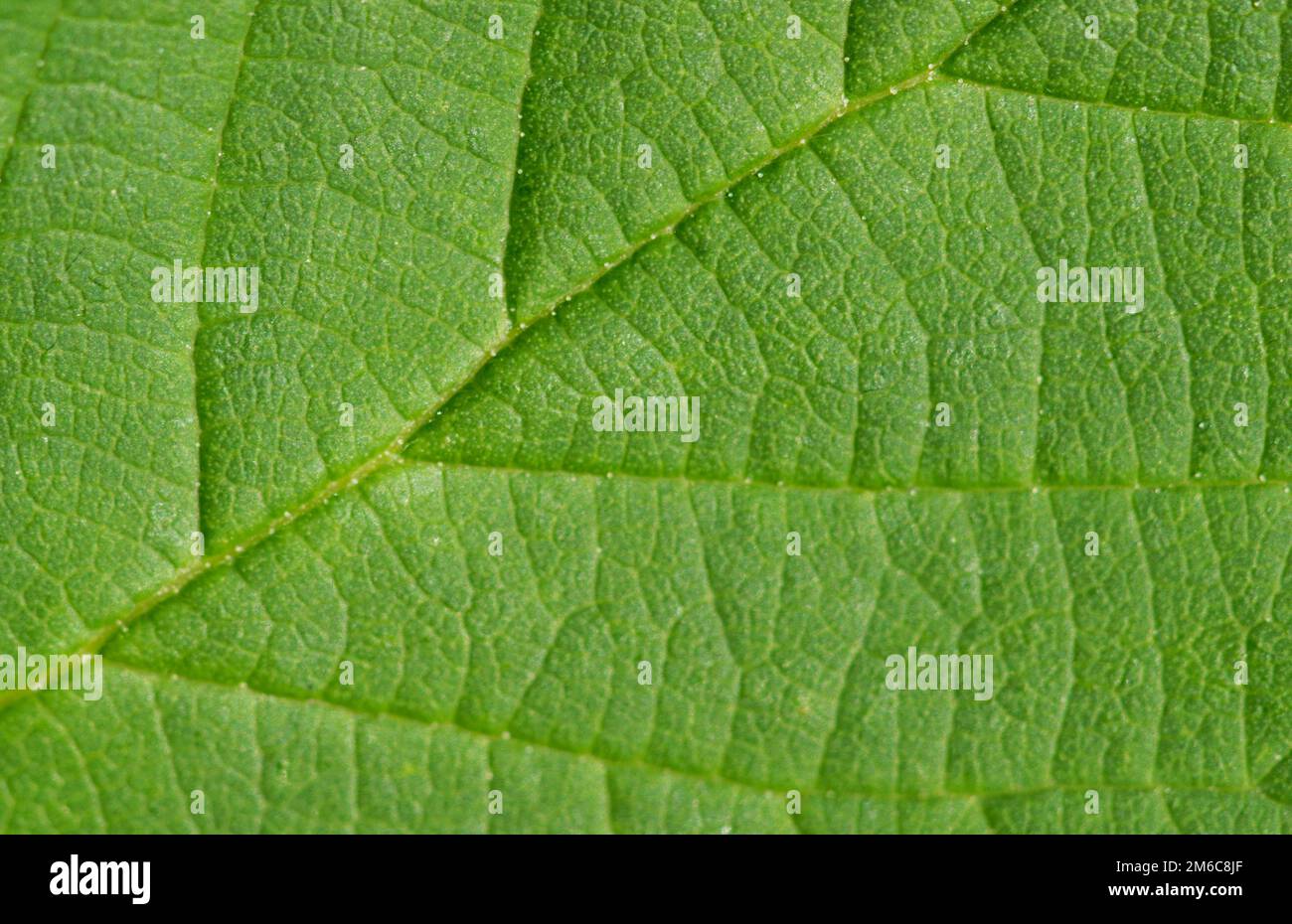 Grünes Blatt-Textur Stockfoto