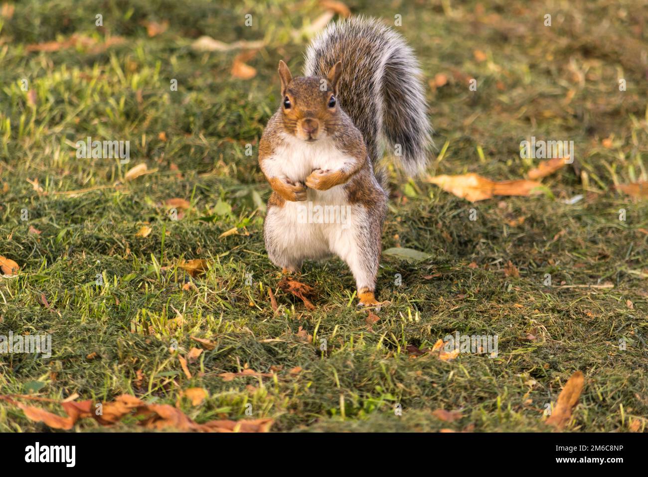 Augenkontakt mit einem entzückenden graue Eichhörnchen in einem Park. Stockfoto