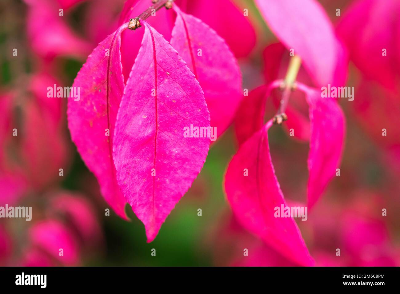 Herbst rosa Blätter an einem Baum Hintergrund Stockfoto