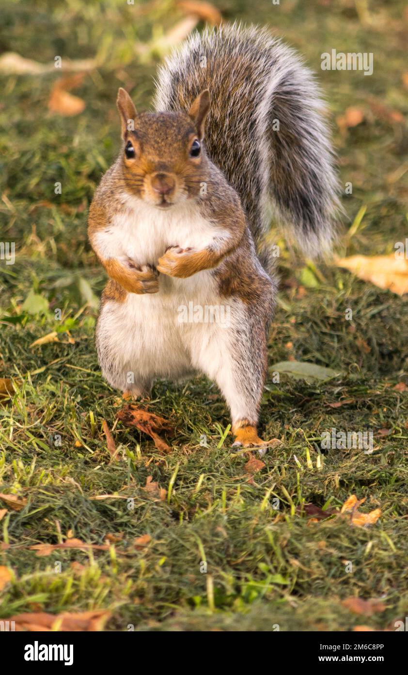 Augenkontakt mit einem entzückenden graue Eichhörnchen in einem Park. Stockfoto