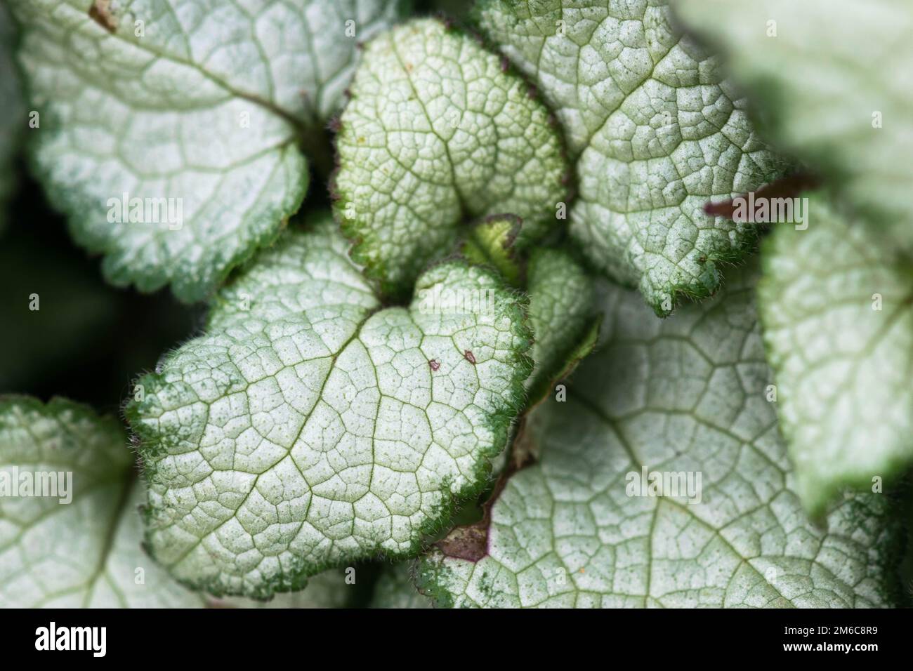Sibirienbugloss Fotos und Bildmaterial in hoher Auflösung Alamy