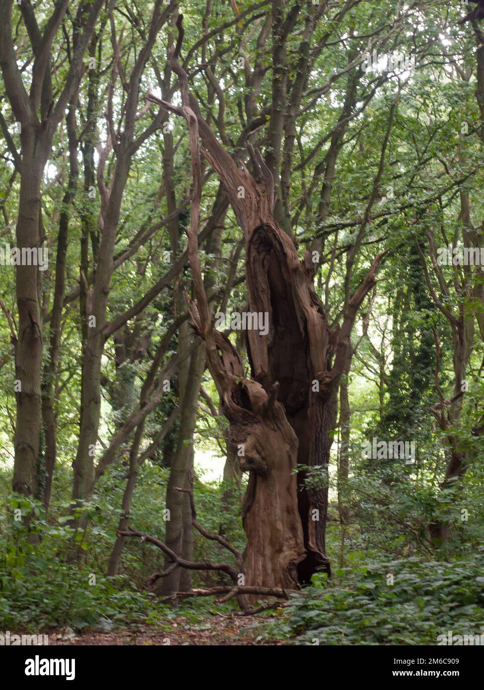 Eine alte ausgehöhlte Baumstatue, tot im Wald Stockfoto