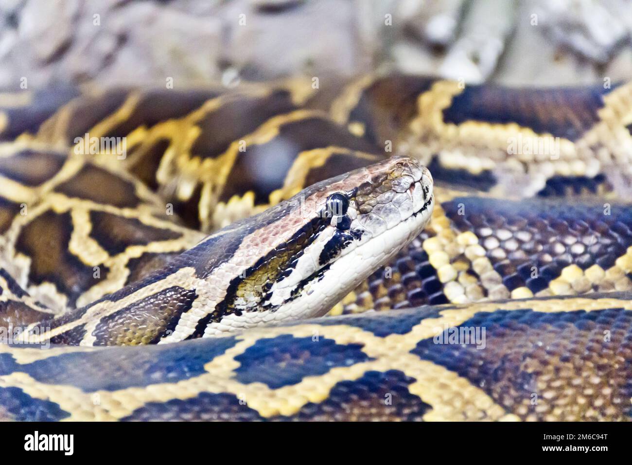 Foto von Python Kopf close up Stockfoto