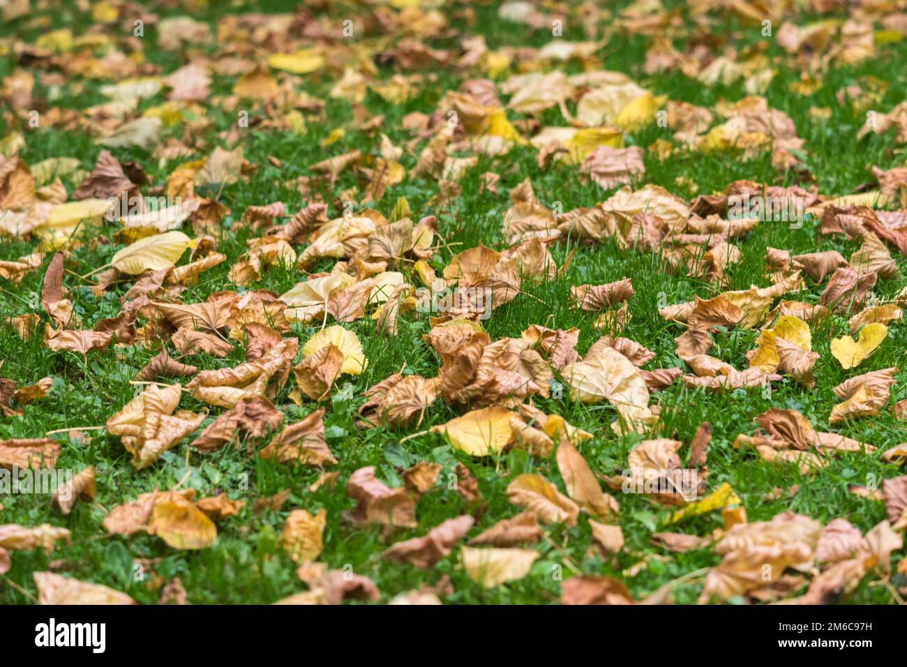 Herbst Rasen mit Laub. Stockfoto