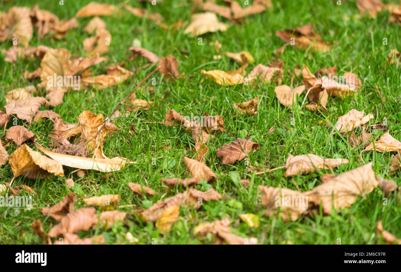 Herbst Rasen mit Laub. Stockfoto