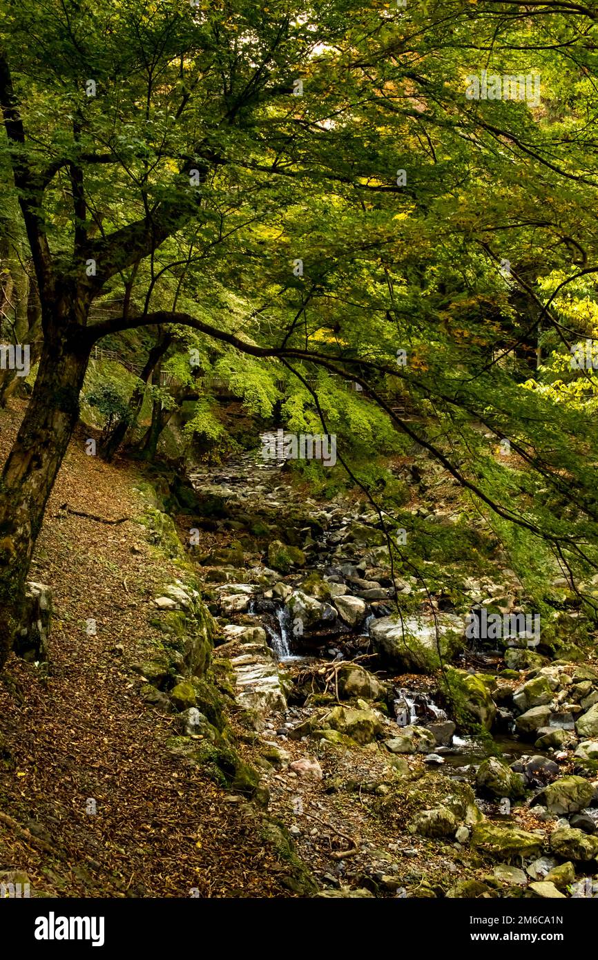 The Creek at the Yoro Waterfall in Gifu, Japan, November 2016 Stockfoto