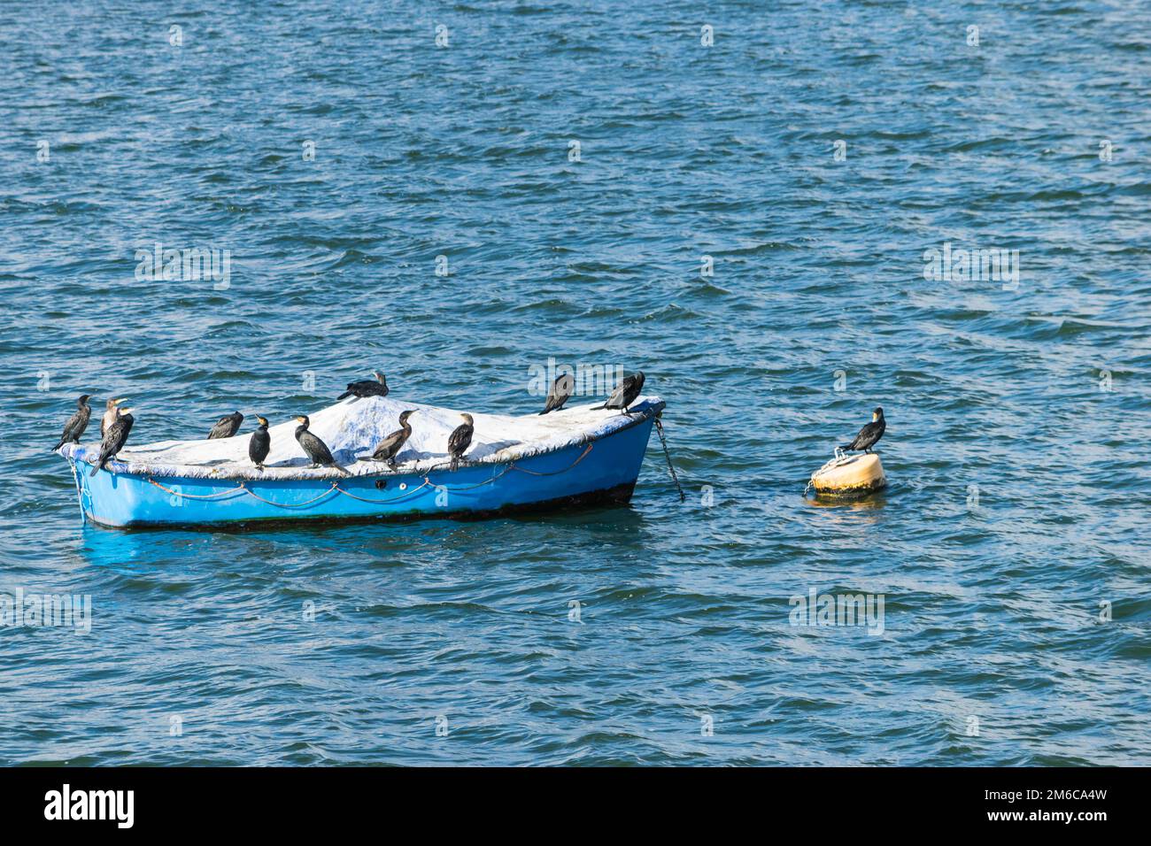 Gruppe der großen Kormoranvögel auf einem Boot im Draycote Waters Lake, Großbritannien Stockfoto